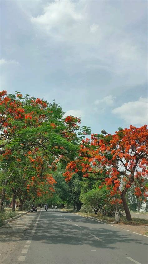 Beautiful Gulmohar Flower Bloom