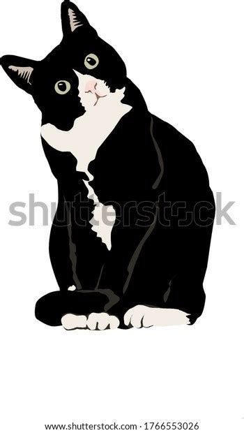 480 Tuxedo Cat Vector Images, Stock Photos & Vectors | Shutterstock