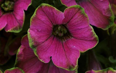 The Top 11 Petunia Varieties