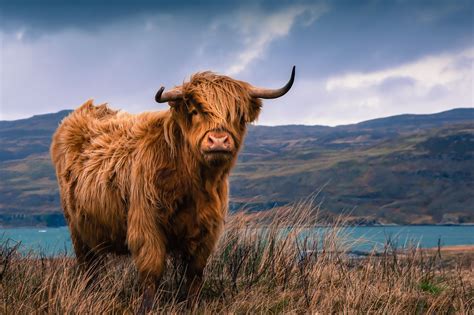 Cattle of Europe: the Highland Cow of Scotland : r/europe