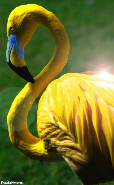 Rare yellow flamingo | Passaros exoticos, Animais coloridos, Animais