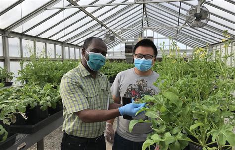 Bowery Farming Collaborates with Arkansas Scientists to Develop Super Spinach