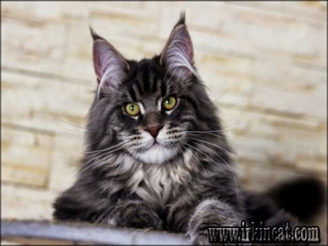 Top Maine Coon Kittens Texas Tips! | irkincat.com