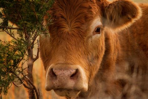 The Red Heifer | My Jewish Learning