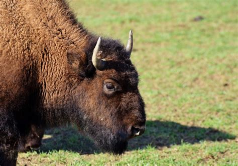 Bison, buffalo, horns, american bison, wild - free image from needpix.com