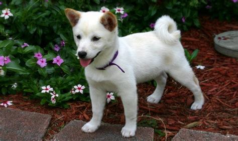 Shiba Inu Welpen - Preis | Erziehung | Aussehen | Video