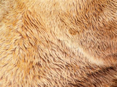 Bear fur texture | Stock Photo | Colourbox