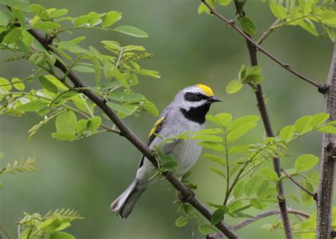 Welcoming Golden-winged Warblers to a Working Farm | Audubon North Carolina