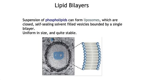 Lipid bilayer fluidity - YouTube