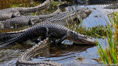 Everglades National Park | WILDLIFE VIEWING | Bringing you America, one park at a time