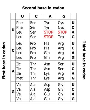 Translation - Protein Synthesis