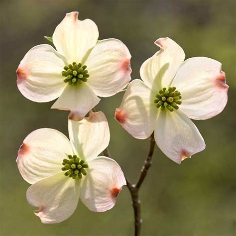 An American Housewife: Azaleas and Dogwood | Dogwood trees, Dogwood ...