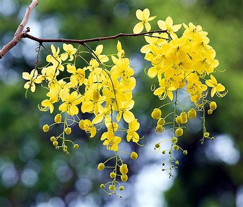 Cassia fistula - Monaco Nature Encyclopedia