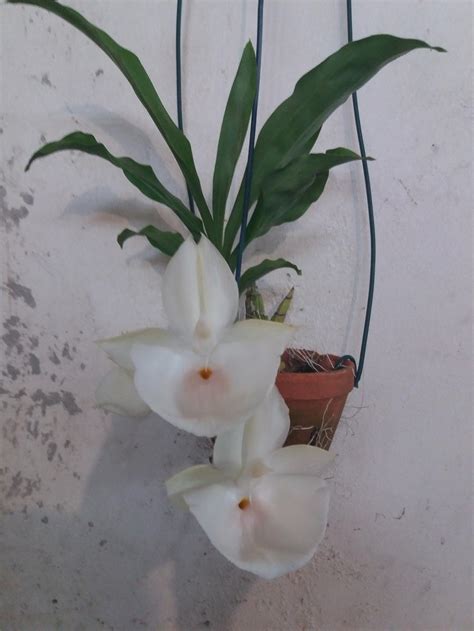 Orchid (Catasetum pileatum) - Garden.org