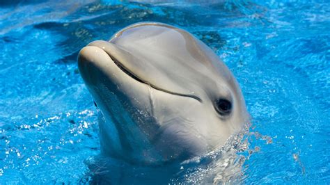 Baby Dolphins Wallpapers - Wallpaper Cave