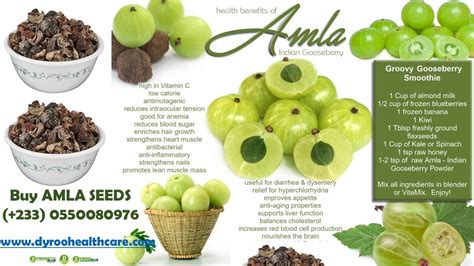 Health Benefits Of Amla Seeds / Indian Gooseberry - DYROO HEALTHCARE