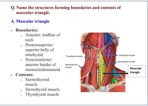 Anterior Triangle of Neck - Anatomy QA