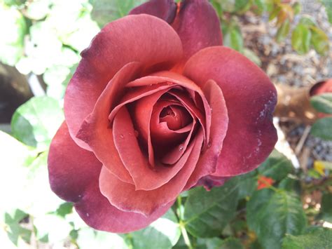 HOT COCOA ROSE … AWESOME PICTURES – All About Roses