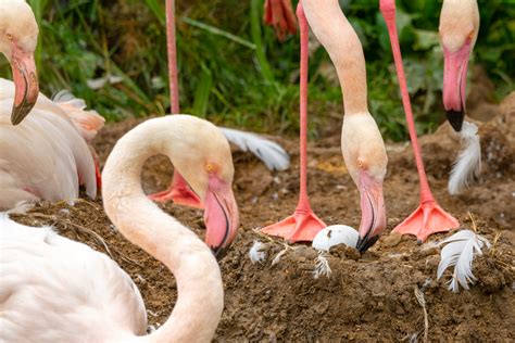 Nine Greater Flamingo Eggs! | Birdland Park & Gardens