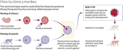 Scientists have cloned monkeys and it could help treat cancer | New ...