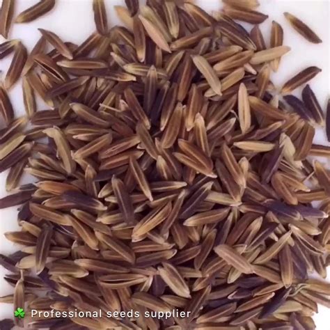 Hybrid F1 Black Rice Seeds For Sale - Buy Rice Seeds For Sale,Purple Rice Flour,Seeds For Sale ...