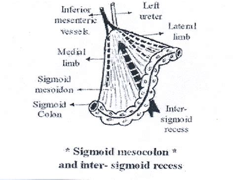 Pin on repro system anatomy