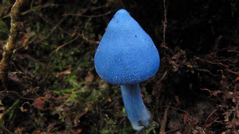 Entoloma hochstetteri, Taylorville, NZ | Fungi, Plant fungus, Rock ...