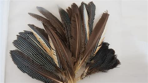 Guineafowl Feathers Set