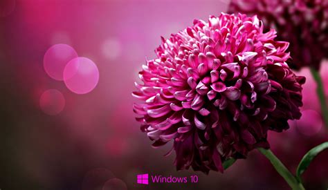 Laptop HD Wallpapers For Windows 10 | PixelsTalk.Net | Purple flowers wallpaper, Flower desktop ...