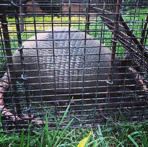 Armadillo Removal | Holes in the Ground | Nashville, TN