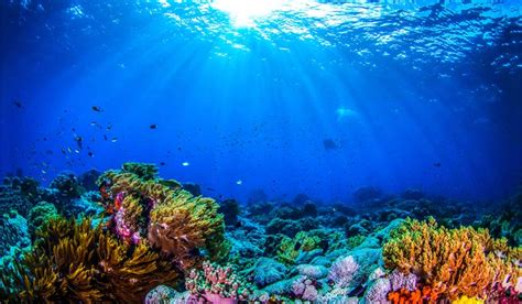 Playing sounds of healthy reefs can pull fish towards degrading corals: Study - The Week