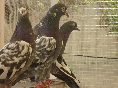 Kabootar -Malik Shahbaz Mimbar Pigeons Photos ~ Kabootar Baaz ...