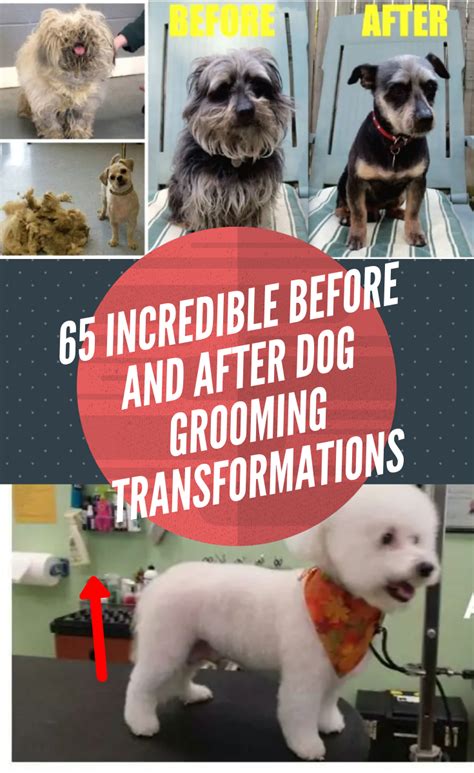 65 dogs visit the groomer and their before and after photos are ...