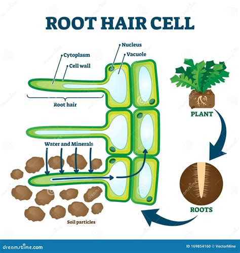 Root Hair Cell Collecting Mineral Nutrients and Water from Soil ...