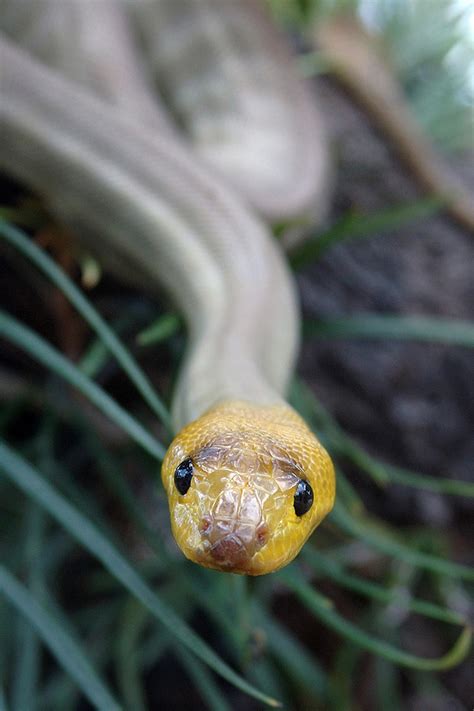 Woma Python | San Diego Zoo Animals & Plants