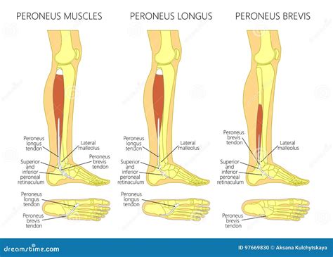 Muscolo Di Longus Di Peroneus Illustrazione Vettoriale - Illustrazione di caviglia, scheletro ...