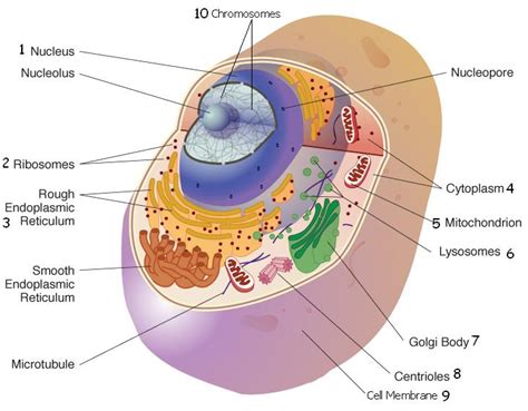 Human Cell