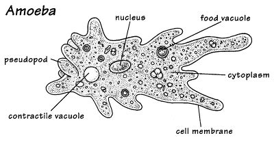 www.Primo.com: About Amoeba. | Protists, Characteristics of living ...