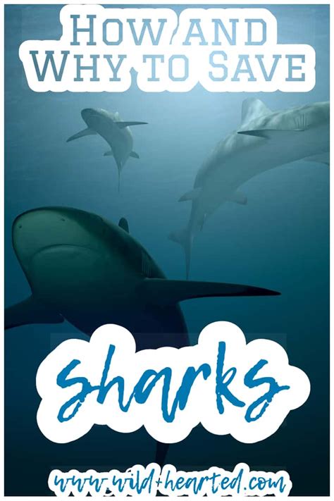 Sharks are extremely underrated animals. Even more than that - they should be afraid of US! It ...