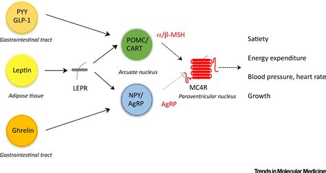 Melanocortin-4 Receptor Signalling: Importance for Weight Regulation and Obesity Treatment ...