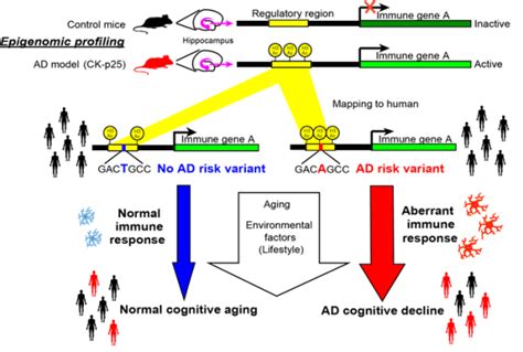 Alzheimer’s Disease | Neurogenomics Laboratory