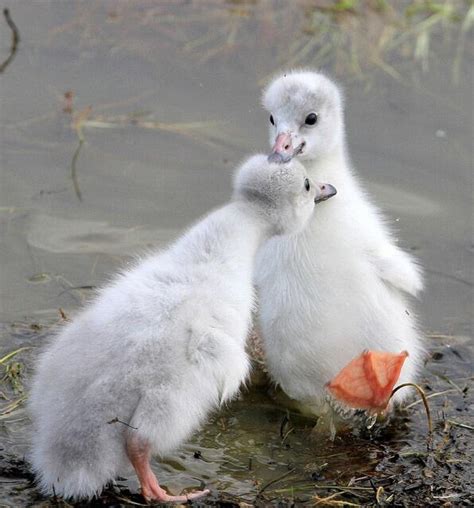 Whooper Swan Cygnets by saqopakajmer on DeviantArt