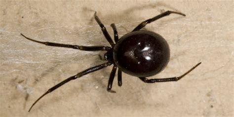 is this a black widow?? spider trigger!! - Page 10 - BabyCenter