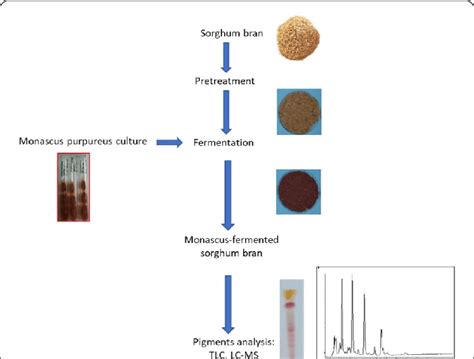 Solid-state fermentation of sorghum bran with Monascus purpureus for ...