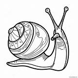 Snail Coloring Page 8510 6765 sketch template