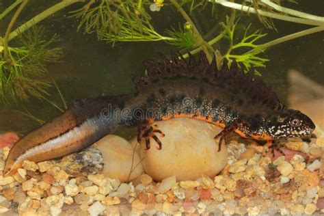 The Danube Crested Newt (Triturus Dobrogicus) Male in a Natural Underwater Habitat Stock Image ...