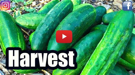 WHEN TO HARVEST CUCUMBERS! - YouTube