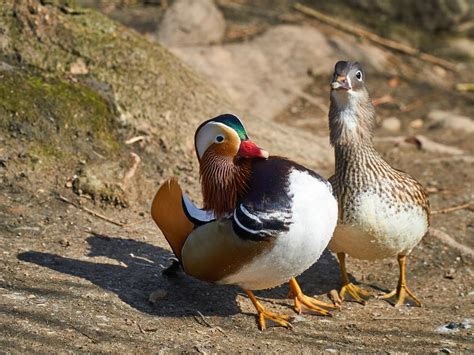 Mandarin Duck Bird Facts (Aix galericulata) | Bird Fact