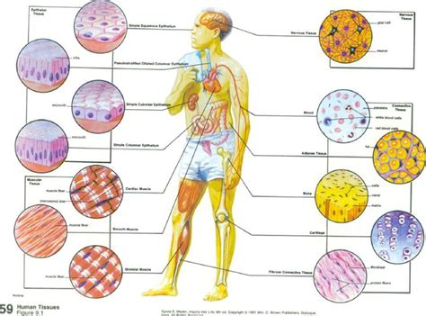 Human Tissue | Human Tissues | Education | Pinterest