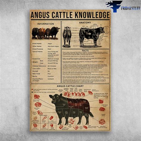 Angus Cattle Knowledge Angus Cattle Chart Angus Cattle Anatomy - FridayStuff